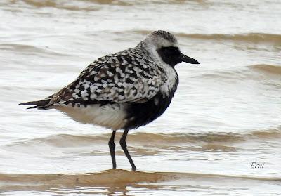 UN PASEO POR CARRANZA (VIZCAYA)