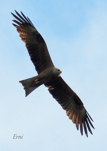 UN PASEO POR CARRANZA (VIZCAYA)