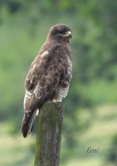 UN PASEO POR CARRANZA (VIZCAYA)