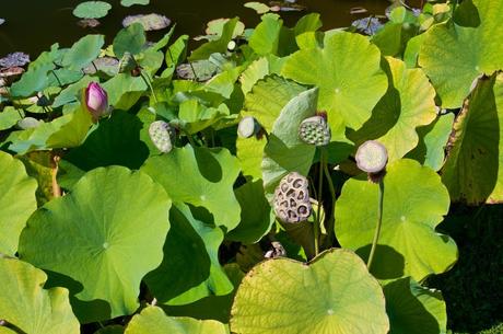 14 mejores cosas que hacer en Sarasota (FL)