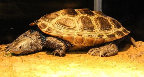 14 mejores cosas que hacer en Sarasota (FL)