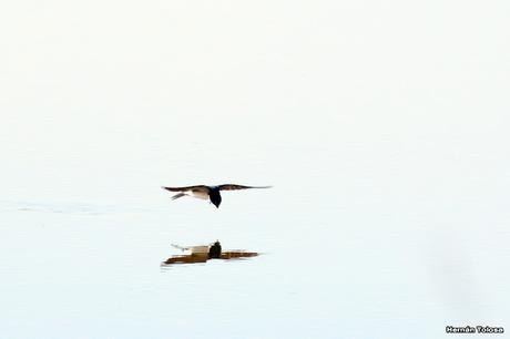 Gran Día Mundial de las Aves (5 de mayo de 2023)