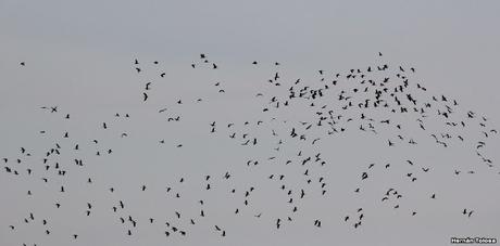 Gran Día Mundial de las Aves (5 de mayo de 2023)