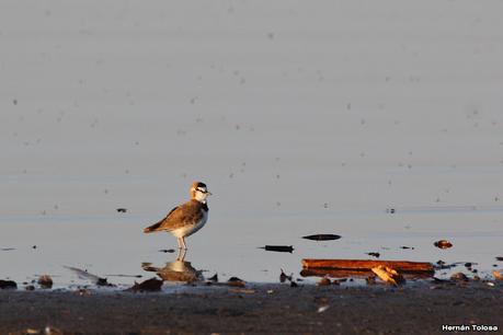 Gran Día Mundial de las Aves (5 de mayo de 2023)