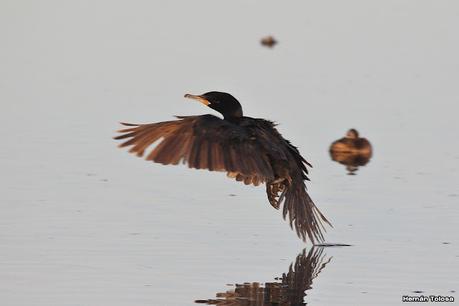 Gran Día Mundial de las Aves (5 de mayo de 2023)