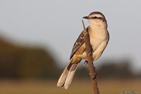 Gran Día Mundial de las Aves (5 de mayo de 2023)