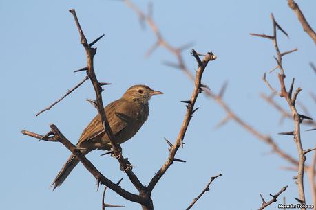 Gran Día Mundial de las Aves (5 de mayo de 2023)