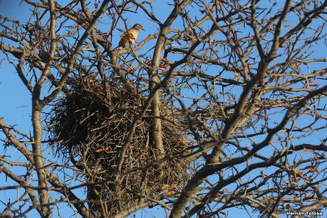 Gran Día Mundial de las Aves (5 de mayo de 2023)