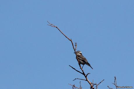 Gran Día Mundial de las Aves (5 de mayo de 2023)