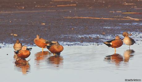 Gran Día Mundial de las Aves (5 de mayo de 2023)