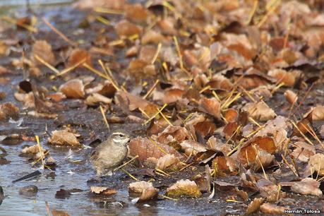 Gran Día Mundial de las Aves (5 de mayo de 2023)