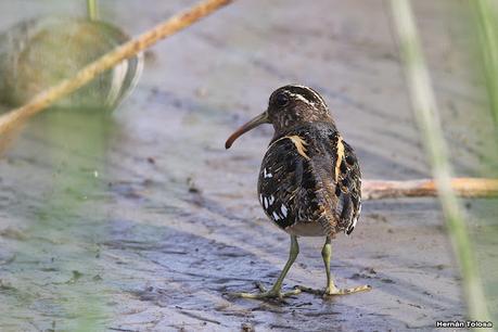 Gran Día Mundial de las Aves (5 de mayo de 2023)