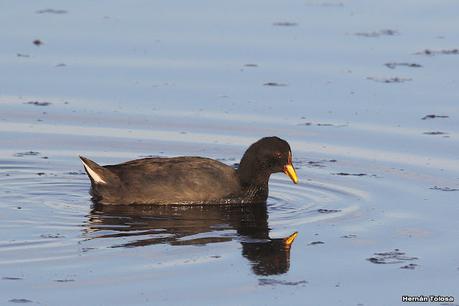 Gran Día Mundial de las Aves (5 de mayo de 2023)