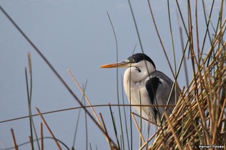 Gran Día Mundial de las Aves (5 de mayo de 2023)