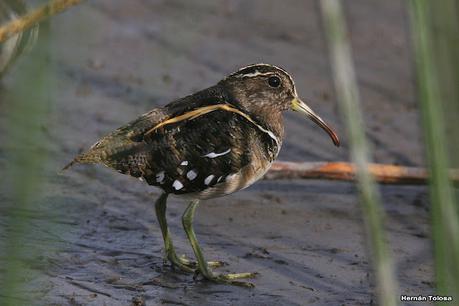 Gran Día Mundial de las Aves (5 de mayo de 2023)