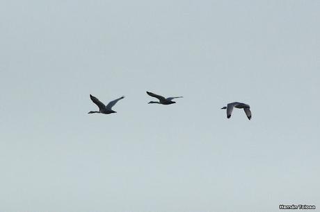 Gran Día Mundial de las Aves (5 de mayo de 2023)