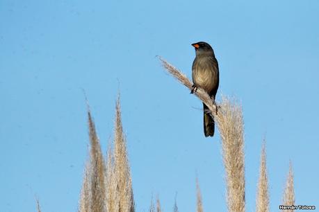 Gran Día Mundial de las Aves (5 de mayo de 2023)