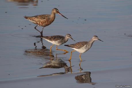Gran Día Mundial de las Aves (5 de mayo de 2023)