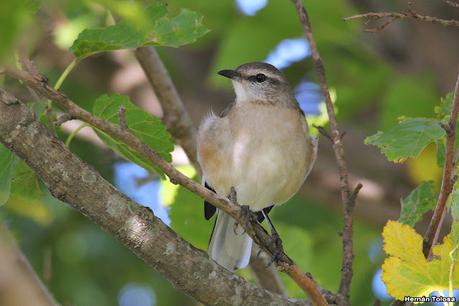 Gran Día Mundial de las Aves (5 de mayo de 2023)