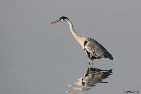 Gran Día Mundial de las Aves (5 de mayo de 2023)