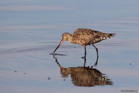 Gran Día Mundial de las Aves (5 de mayo de 2023)