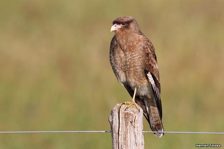 Gran Día Mundial de las Aves (5 de mayo de 2023)