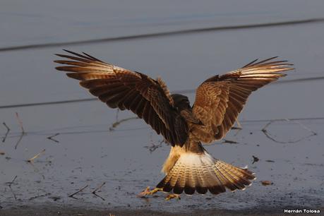 Gran Día Mundial de las Aves (5 de mayo de 2023)