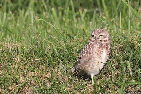 Gran Día Mundial de las Aves (5 de mayo de 2023)