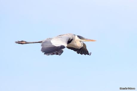 Gran Día Mundial de las Aves (5 de mayo de 2023)