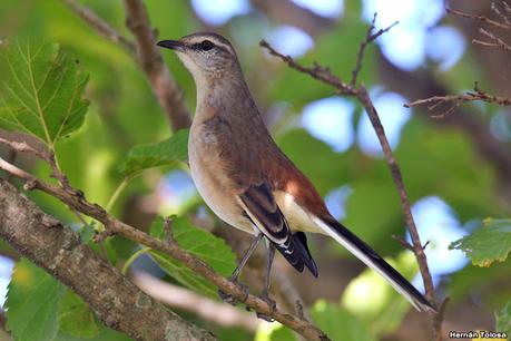 Gran Día Mundial de las Aves (5 de mayo de 2023)