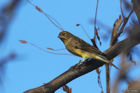 Gran Día Mundial de las Aves (5 de mayo de 2023)