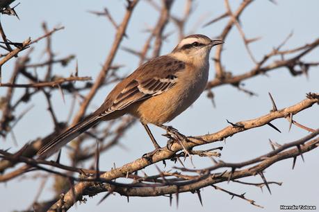 Gran Día Mundial de las Aves (5 de mayo de 2023)