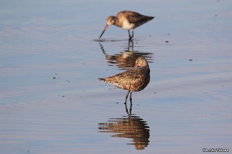 Gran Día Mundial de las Aves (5 de mayo de 2023)