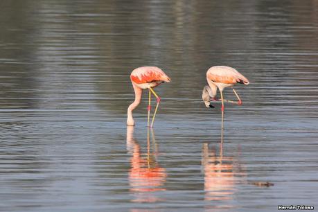 Gran Día Mundial de las Aves (5 de mayo de 2023)
