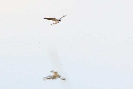 Gran Día Mundial de las Aves (5 de mayo de 2023)