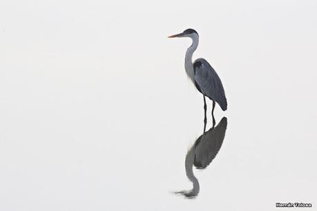 Gran Día Mundial de las Aves (5 de mayo de 2023)