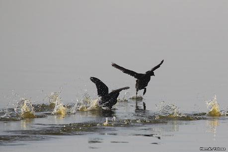 Gran Día Mundial de las Aves (5 de mayo de 2023)