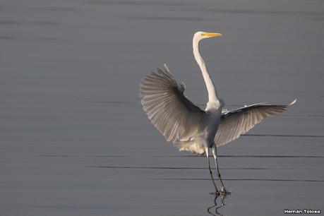 Gran Día Mundial de las Aves (5 de mayo de 2023)