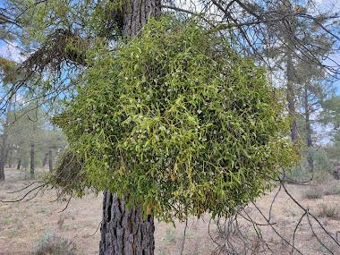 Escobas de las brujas