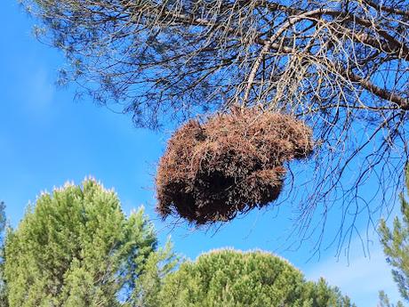 Escobas de las brujas
