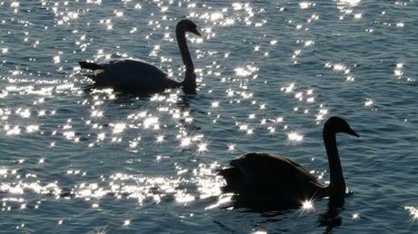 Un pavo como cualquier otro Un pavo como cualquier otro