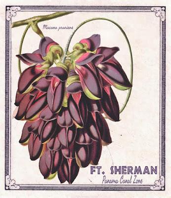 Colección de Postales de la antigua Panama Canal Zone (1904-1999)