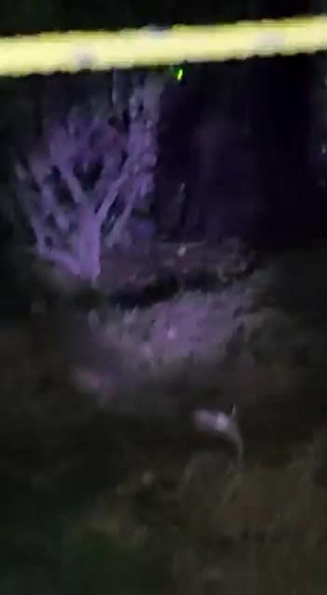 (video)Alerta en municipio de Hidalgo por golrila suelto