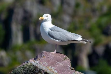 5 experiencias para descubrir la increíble vida salvaje de Islandia gaviota de islandia