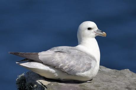 5 experiencias para descubrir la increíble vida salvaje de Islandia petrel fulmar islandia
