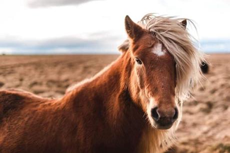 5 experiencias para descubrir la increíble vida salvaje de Islandia Fauna islandesa