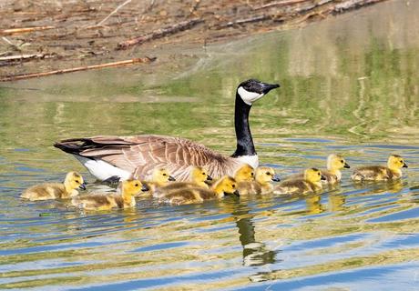 Mamá oca y pichones en Market Lake