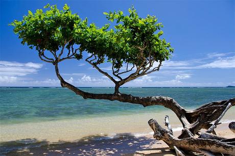 Árbol de heliotropo en la playa de Anini