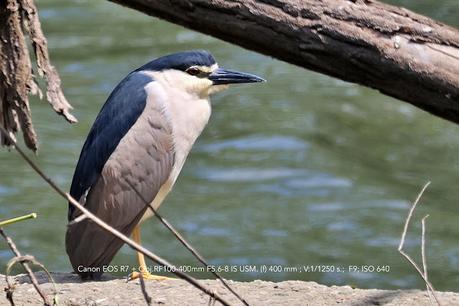 Riu Ter. Observatori del Meandre del Despujol