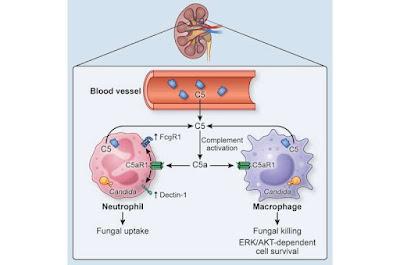 Las infecciones fúngicas estan aumentando en todo el mundo Las infecciones fúngicas estan aumentando en todo el mundo